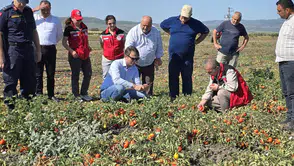 Kaymakam Özcan domates ve üzümü yerinde inceledi