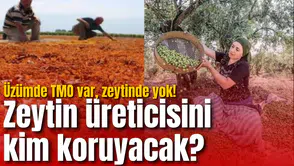 Üzümde TMO var, zeytinde yok! Zeytin üreticisini kim koruyacak?