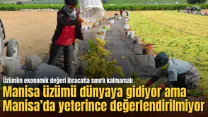 Manisa üzümü dünyaya gidiyor ama Manisa’da yeterince değerlendirilmiyor: Üzümün ekonomik değeri ihracatla sınırlı kalmamalı