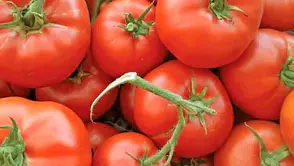 Türkiye'nin AB tescilli domatesi en iyi domatesler listesine girdi