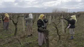 Üzüm üreticilerine ölükol hastalığı uyarısı