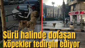 ŞEHİR MERKEZİNDE SÜRÜ HALİNDE DOLAŞAN KÖPEKLER TEDİRGİN EDİYOR