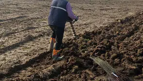 MANİSA’DA BİR DERE BOYUNCA YEŞİL KUŞAK OLUŞTURULDU