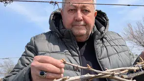 Soğuk hava üzüm bağlarını vurdu