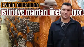 Evinin avlusunda istiridye mantarı üretiyor!