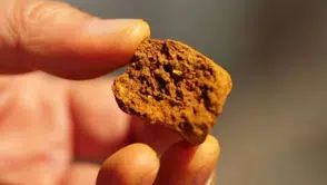 İnekten çıkan gizli hazine ortaya çıktı! Altını solladı, bulan zengin oluyor