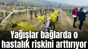 Yağışlar bağlarda o hastalık riskini arttırıyor