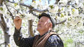 Demirci'de kiraz ağaçları çiçek açtı