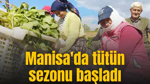 Manisa'da tütün sezonu başladı