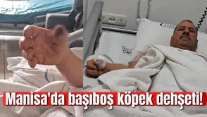 Manisa'da başıboş köpek dehşeti!