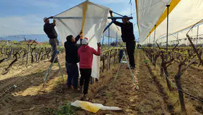 Manisa'da üzüm bağları beyaz gelinliğini giydi