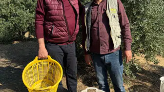 Başkan Öküzcüoğlu zeytin hasadına yardım etti