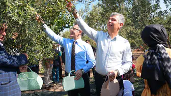 Soma’da zeytin hasadı şenliği düzenlendi