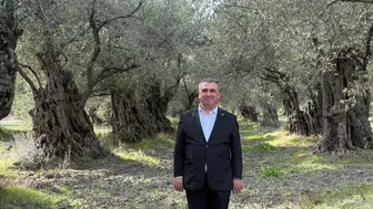Akhisar'ın zeytin başarısı artıyor