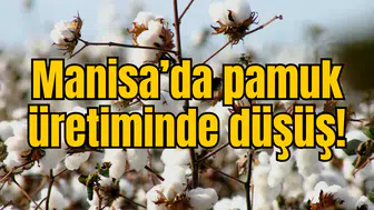 Manisa’da pamuk üretiminde düşüş