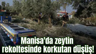 Manisa'da zeytin rekoltesinde korkutan düşüş!
