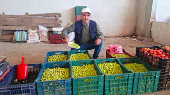 Manisa'nın zeytini o ilde yok satıyor