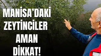 Manisa'daki zeytinciler aman dikkat!