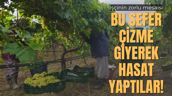 BU SEFER ÇİZME GİYEREK HASAT YAPTILAR!