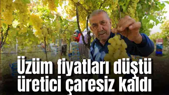 Üzüm fiyatları düştü üretici çaresiz kaldı