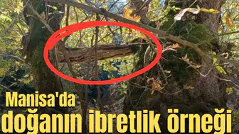 Manisa'da doğanın ibretlik örneği