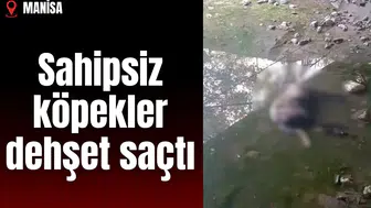 Sahipsiz köpekler dehşet saçtı