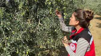 Zeytin sineğine karşı acil uyarı