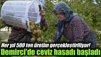 Her yıl 500 ton üretim gerçekleştiriliyor! Demirci'de ceviz hasadı başladı