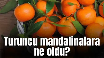 Turuncu mandalinalara ne oldu?