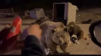 Ayı saldırısı yürekleri ağza getirdi