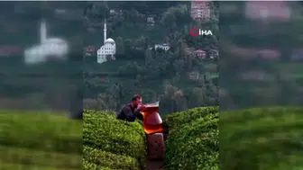 Rizelinin çay aşkı gülümsetti