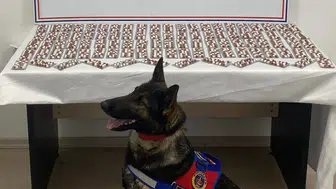 Jandarma uyuşturucu tacirine geçit vermedi