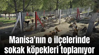 Manisa'nın o ilçelerinde sokak köpekleri toplanıyor
