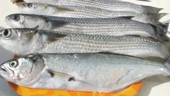 Çiğ Balık Bozulmasın Diye Ne Yapmalı? Uzmanlardan Şaşırtan Tavsiye