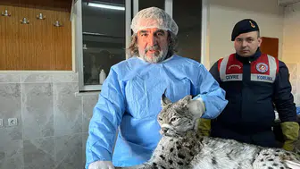 Nesli tükenme tehlikesi altında olan vaşak tedavi altına alındı