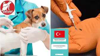 Evcil hayvanı olanlar dikkat! Son tarih 31 Aralık