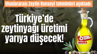 Uluslararası Zeytin Konseyi tahminleri açıkladı: Türkiye’de zeytinyağı üretimi yarıya düşecek!