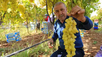 Manisa'da yaş üzüm fiyatları üreticiyi zora sokuyor