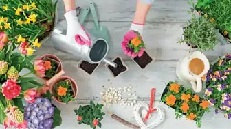 Doğanın Gücü Evinizde! Bu 5 Bitkiyle Negatif Enerjiye Elveda Deyin