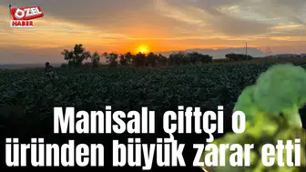 Manisalı çiftçi o üründen büyük zarar etti