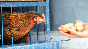 TAVUK YUMURTASI AZALDI TAVUK ETİ ÜRETİMİ ARTTI