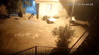 Sırtlanlar tavuk kümesine girdi: Horoz ve tavukları çaldı