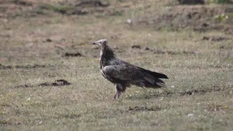 Mısır Akbabası Bayburt’ta görüldü