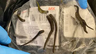 Yurtdışına sülük kaçırırken yakalandılar