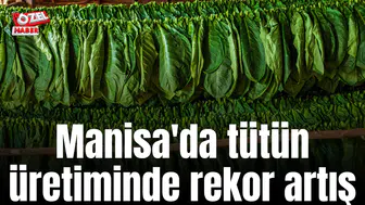 Manisa'da tütün üretiminde rekor artış