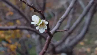 İnatçı erik zemheri soğuğunda çiçek açtı