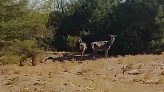 Spil Dağı'nda umut veren görüntü: Kızıl geyikler yeniden göründü