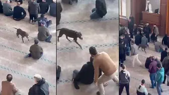 Camiye dalan pitbull cemaate zor anlar yaşattı