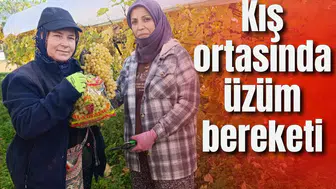 Kış ortasında üzüm bereketi
