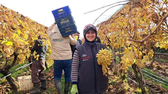 Yıl başı sofralarını Manisa'nın üzümü şenlendirecek